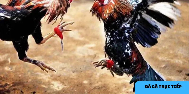 Chiến lược cá cược đá gà.