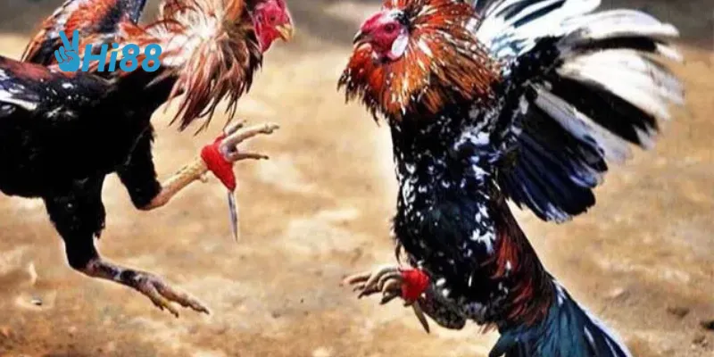 Chiến kê mạnh mẽ là yếu tố then chốt để giành chiến thắng.